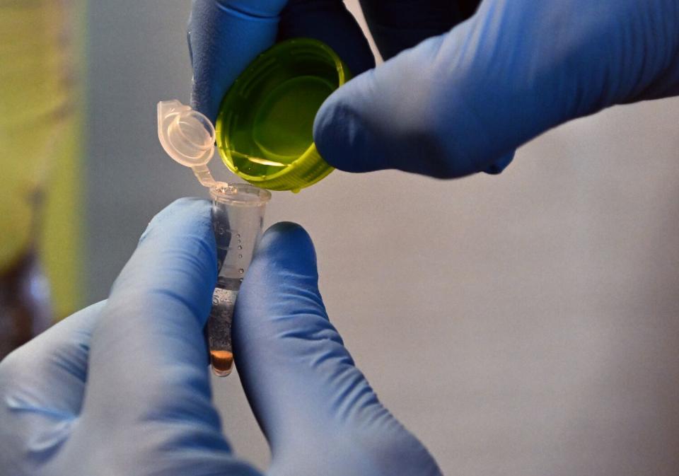 Hands in blue gloves pour liquid from a container into a tube.