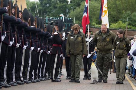 A king penguin named Sir Nils Olav inspects uniformed soldiers of His Majesty the King of Norway's Guard at RZSS Edinburgh Zoo, in Edinburgh, Scotland in this handout photograph from August 22, 2016. RZSS/Katie Paton/Handout via REUTERS