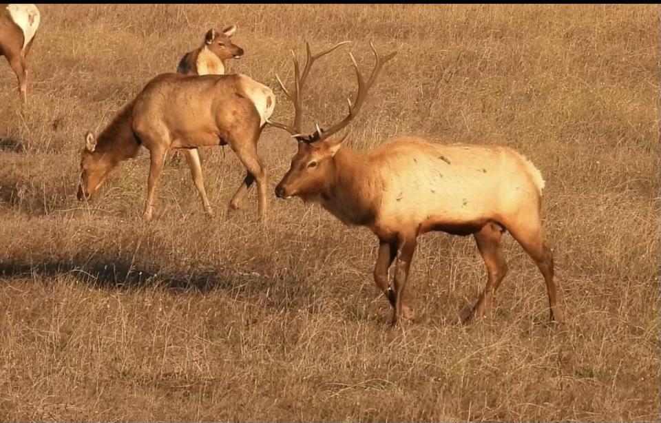This Roosevelt elk bull thrives in the North Coast region of the county, on the 83,000-acre Hearst Ranch.