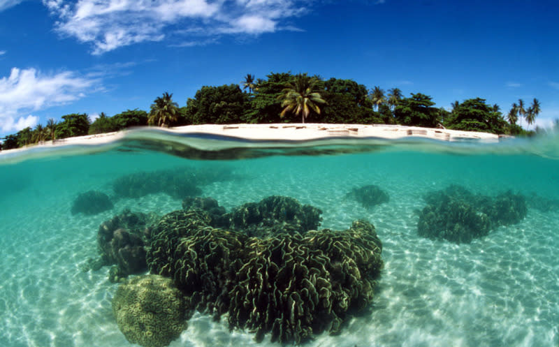 Coral reef, Turtle Islands. Philippines Copyright:              © Jurgen Freund / WWF-Canon