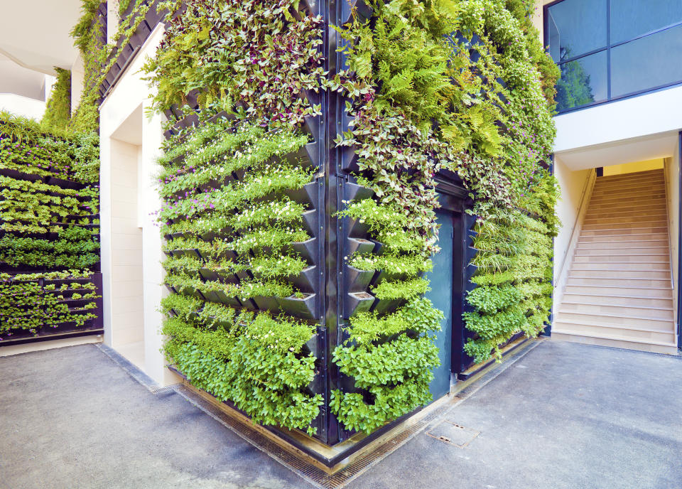 Jardines verticales son opciones que añaden bienestar y estética a las casas, e incluso pueden ser fuente de verduras y hierbas para la cocina. (Getty Creative)