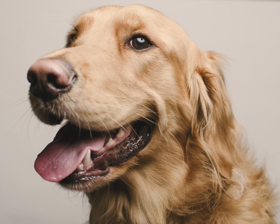 A golden retriever was killed after consuming almost a whole packet of a Hot Hands Hand Warmer. Source: File/Getty Images