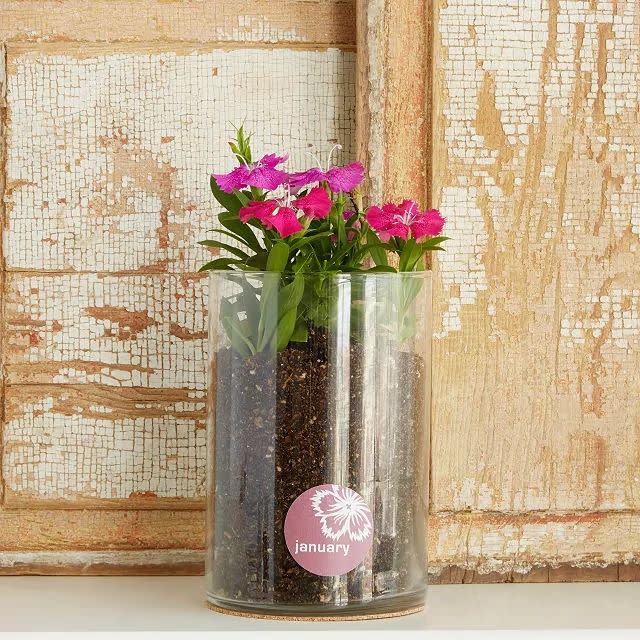 <p><a href="https://go.redirectingat.com?id=74968X1596630&url=https%3A%2F%2Fwww.uncommongoods.com%2Fproduct%2Fbirth-month-flower-grow-kit&sref=https%3A%2F%2Fwww.womansday.com%2Frelationships%2Fdating-marriage%2Fg42606975%2Ffirst-anniversary-gift-ideas%2F" rel="nofollow noopener" target="_blank" data-ylk="slk:Shop Now;elm:context_link;itc:0;sec:content-canvas" class="link ">Shop Now</a></p><p>Carnation Flower Grow Kit</p><p>uncommongoods.com</p><p>$36.00</p><span class="copyright">Uncommon Goods</span>