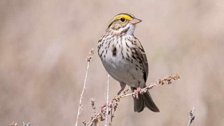 Songbirds channel their inner George Clooney to attract a mate, but is it working?