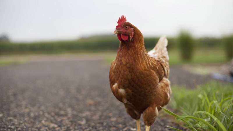 Chicken crossing the road