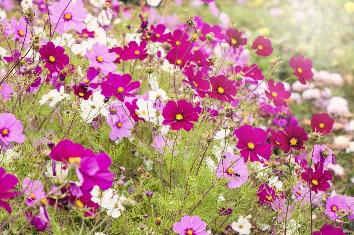 close up, full frame image of summer flowering pink and white cosmos flowers in soft summer sunshine