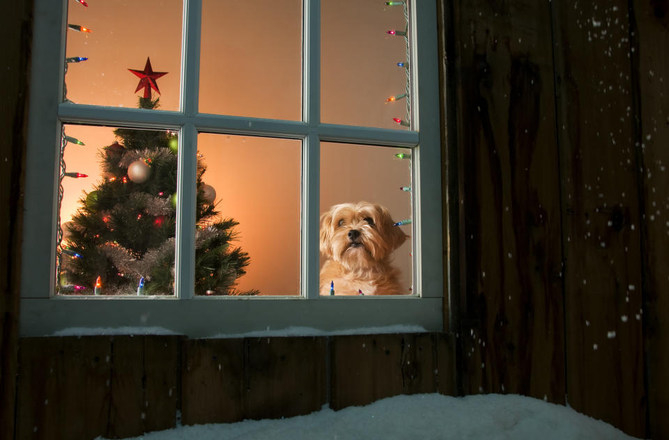 Inside Christmas tree with dog