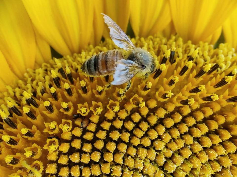 Native bees, which love sunflowers, are some of the most effective pollinators.