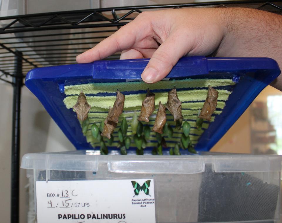 Chrysalides prepped for emergence. The future butterflies will flutter around in Lewis Ginter Botanical Garden's Butterflies LIVE! exhibit.