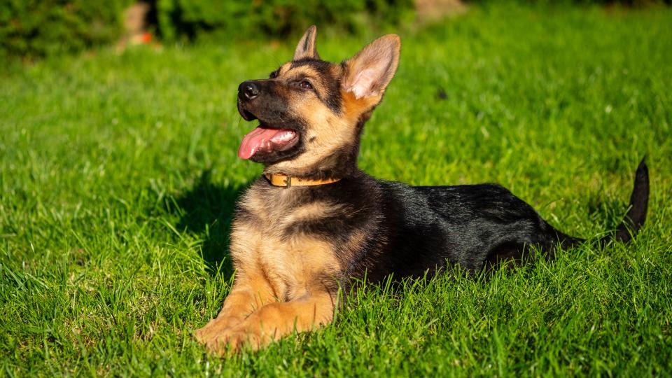 German shepherd puppy