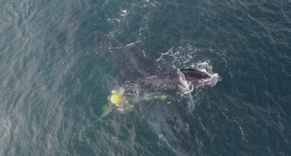 A mother tries to keep her calf's head above water