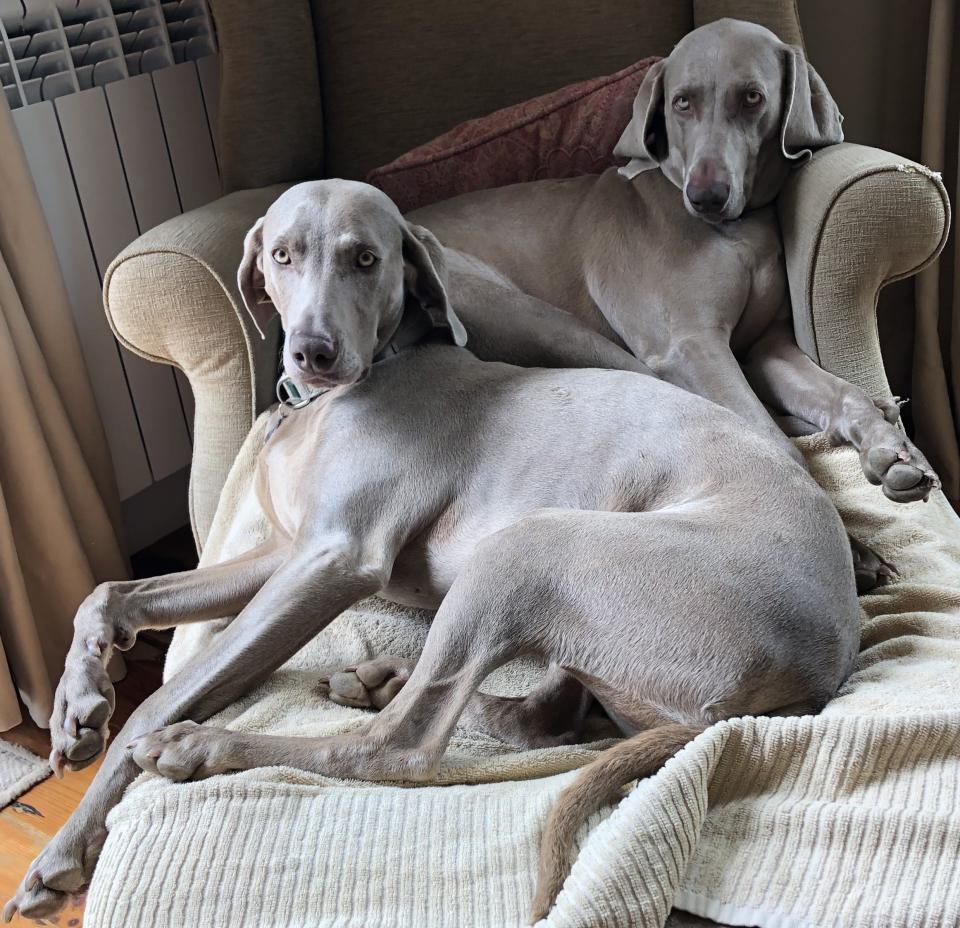 Diplomat Anthony Bailey has traveled around the world and is a member of the Palm Beach Circumnavigators Club, but his Weimaraner dogs, Sintra (front) and Lily, prefer to stay home.