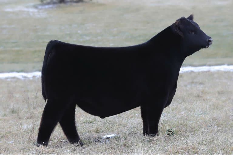 El americano Larry Coleman de Coleman Ranch, un de las cabañas más importantes de ese país, compró el 50% de Patagonia por US$180 mil, el precio máximo de la exposición "Cattlemen’s Congress Oklahoma 2021”