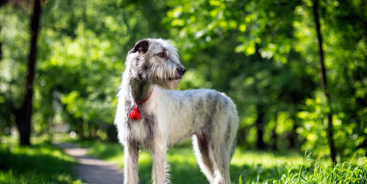 portrait of a dog breed irish wolfhound in a summer nature park