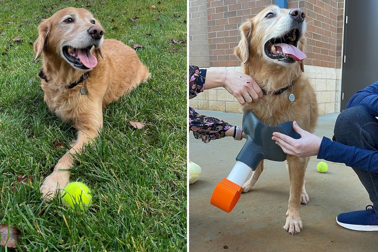 Golden Retriever Gets Prosthetic Leg from students