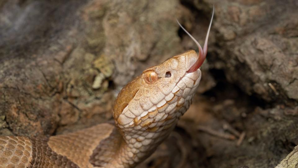 A close-up picture of a copperhead snake shows its forked tongue.