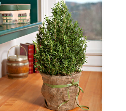 Rosemary Tree