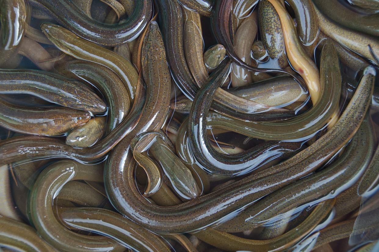 Fresh eels in Vietnamese market, Mui Ne.