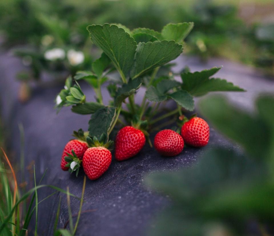 Pick strawberries and indulge in treats and fun revolving around the sweet fruit this weekend at Amber Brooke Farms.