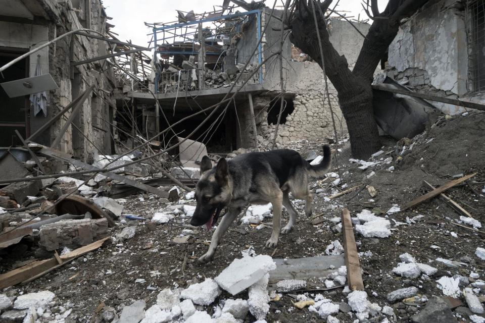 A dog walks in the yard of a house destroyed by shelling by Azerbaijan's artillery during a military conflict in Stepanakert, the separatist region of Nagorno-Karabakh (AP)