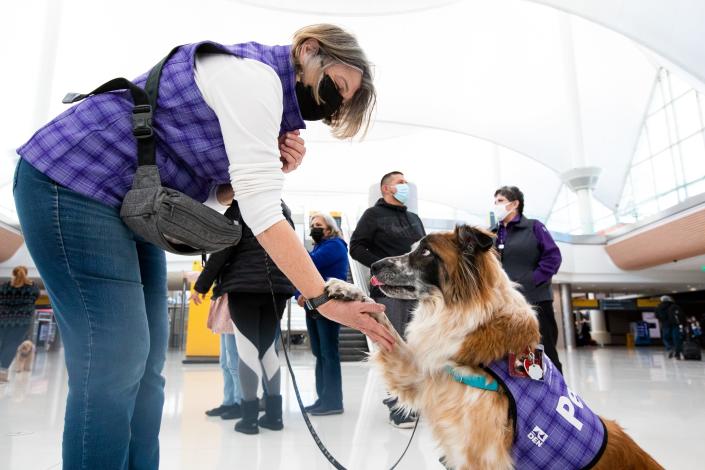The 85 teams, each consisting of a therapy dog ​​and its owner, travel around the airport in two-hour blocks.