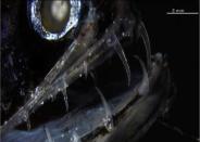 <p> They may be wee &#x2014; just 6 inches (15 centimeters) long &#x2014;&#xA0;but dragonfish are fearsome, at least for the teensy sea life they call prey: The fish sports &#x201C;massive&#x201D; jaws lined with&#xA0;nearly transparent, razor-sharp teeth. Scientists figured out how the glow from the fish&#x2019;s body doesn&#x2019;t light up its clear teeth to tip off potential meals. When they looked at the chompers under an electron microscope, the researchers found an array of grain-size nanocrystals speckled across each fang&apos;s enamel; those specks keep light from reflecting off its open jaws. </p>
