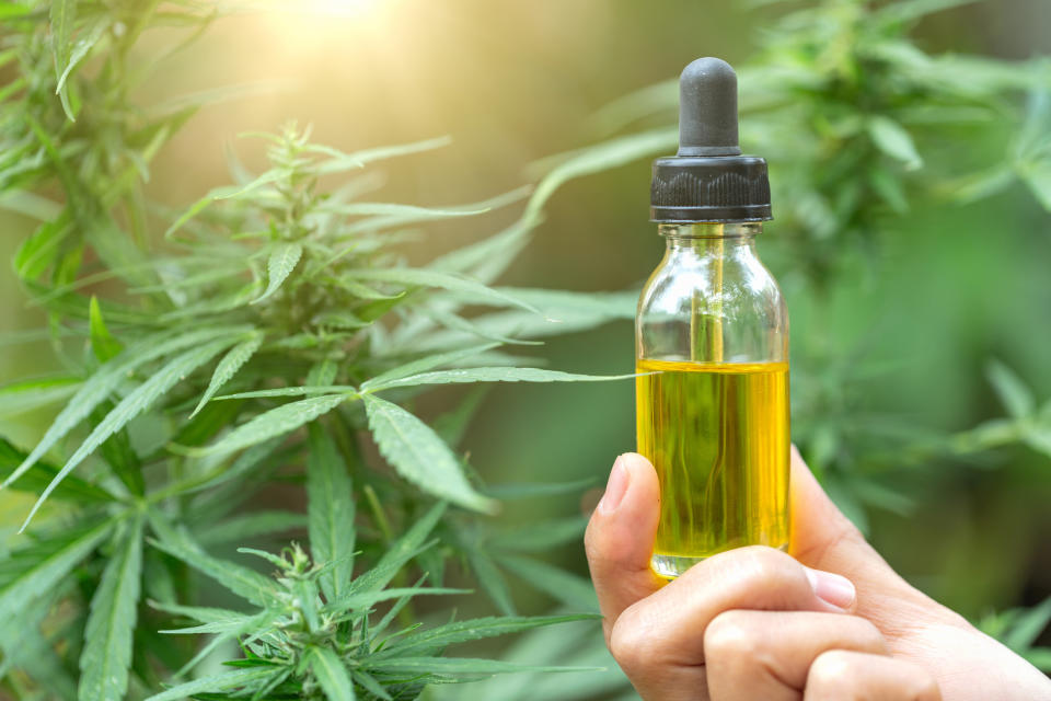 A person holding a vial of cannabidiol-rich liquid in front of a flowering cannabis plant.