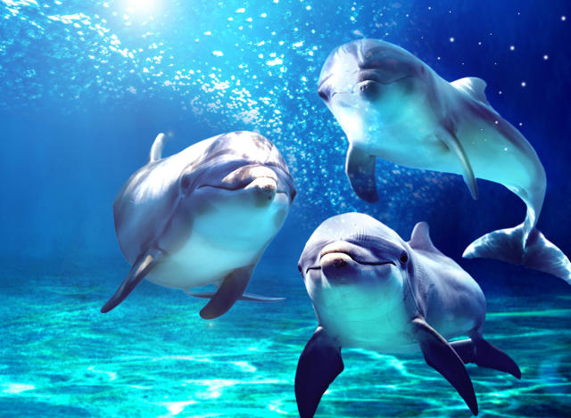 Dolphins Have Different Whistles Based on Their Environment, Smart News