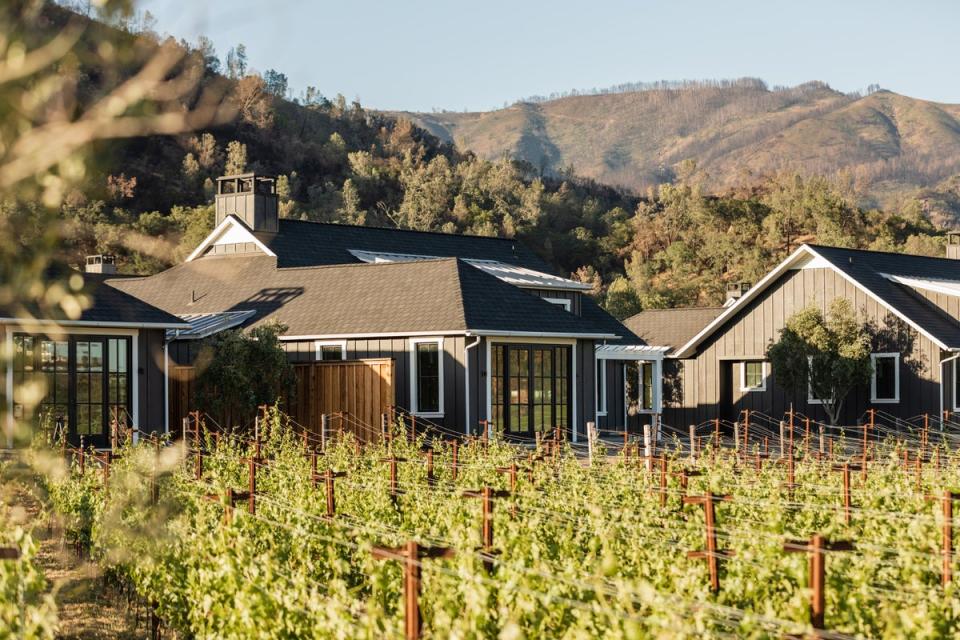 The perfect view for wine lovers: ripening Cabernet Sauvignon (Four Seasons Resort and Residences Napa Valley)