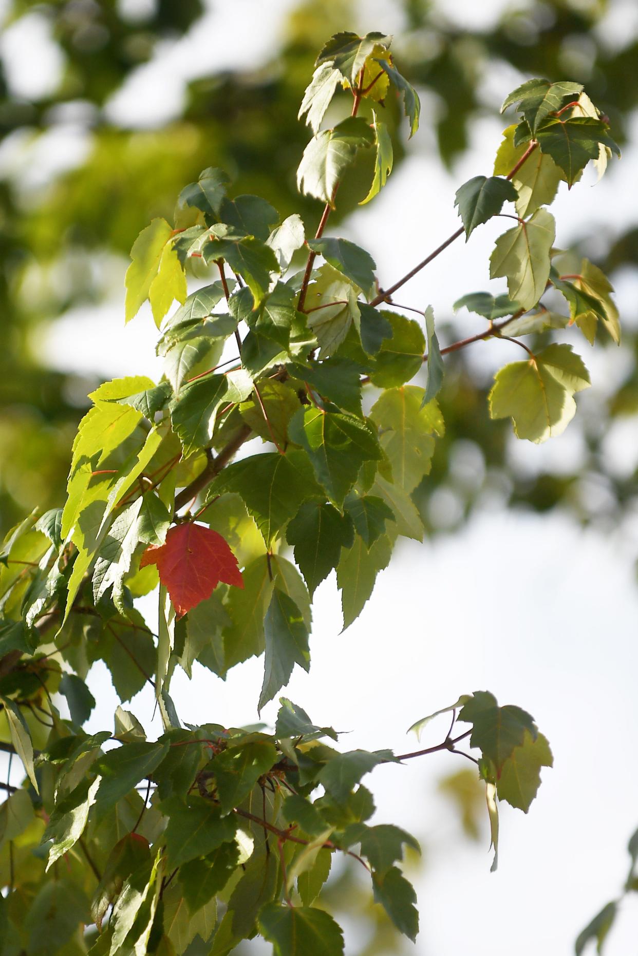 Maple trees along Otis Street in Asheville in a file photo from August, 2018. Maple pollen is a leading cause of allergies in Western North Carolina, according to a physician at the Allergy Partners of Western North Carolina.