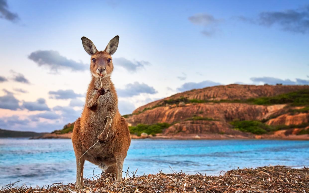 Beaches and bouncy deer: Kangaroos are weird, for a start - getty