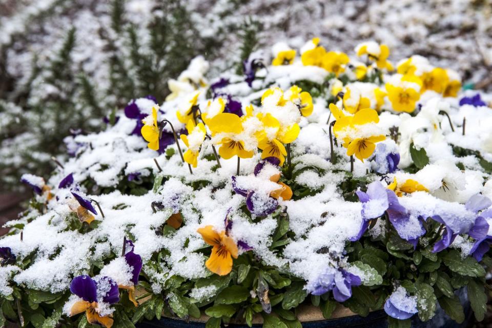 2) Winter Pansy (Viola x wittrockiana)