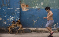 Con una máscara facial en medio de la pandemia del nuevo coronavirus, un niño corre cerca de una pelea de perros en La Habana Vieja, Cuba, el martes 27 de octubre de 2020. (AP Foto/Ramón Espinosa)