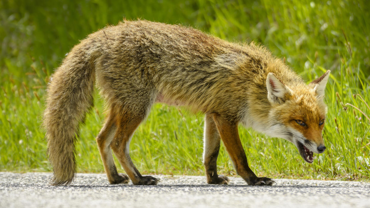  Fox standing on road with head down and mouth open. 