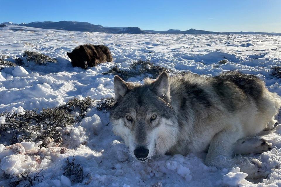 Colorado Parks and Wildlife placed GPS collars on two wolves in North Park on Thursday, Feb. 2, 2023.