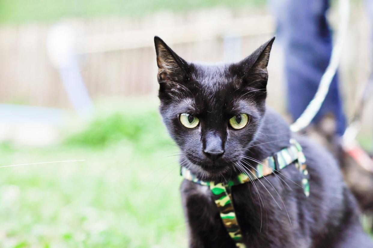 black cat on leash