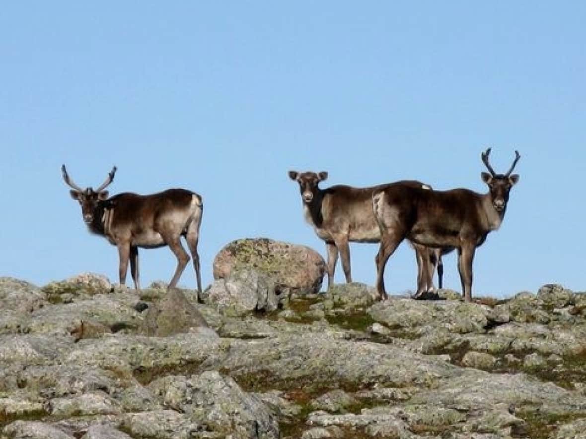 Boreal caribou gather near the Devil's Bite trail in Newfoundland and Labrador in this August 2008 photo. The Ontario government is spending $29 million to protect boreal caribou. (Walter Anderson/The Canadian Press - image credit)