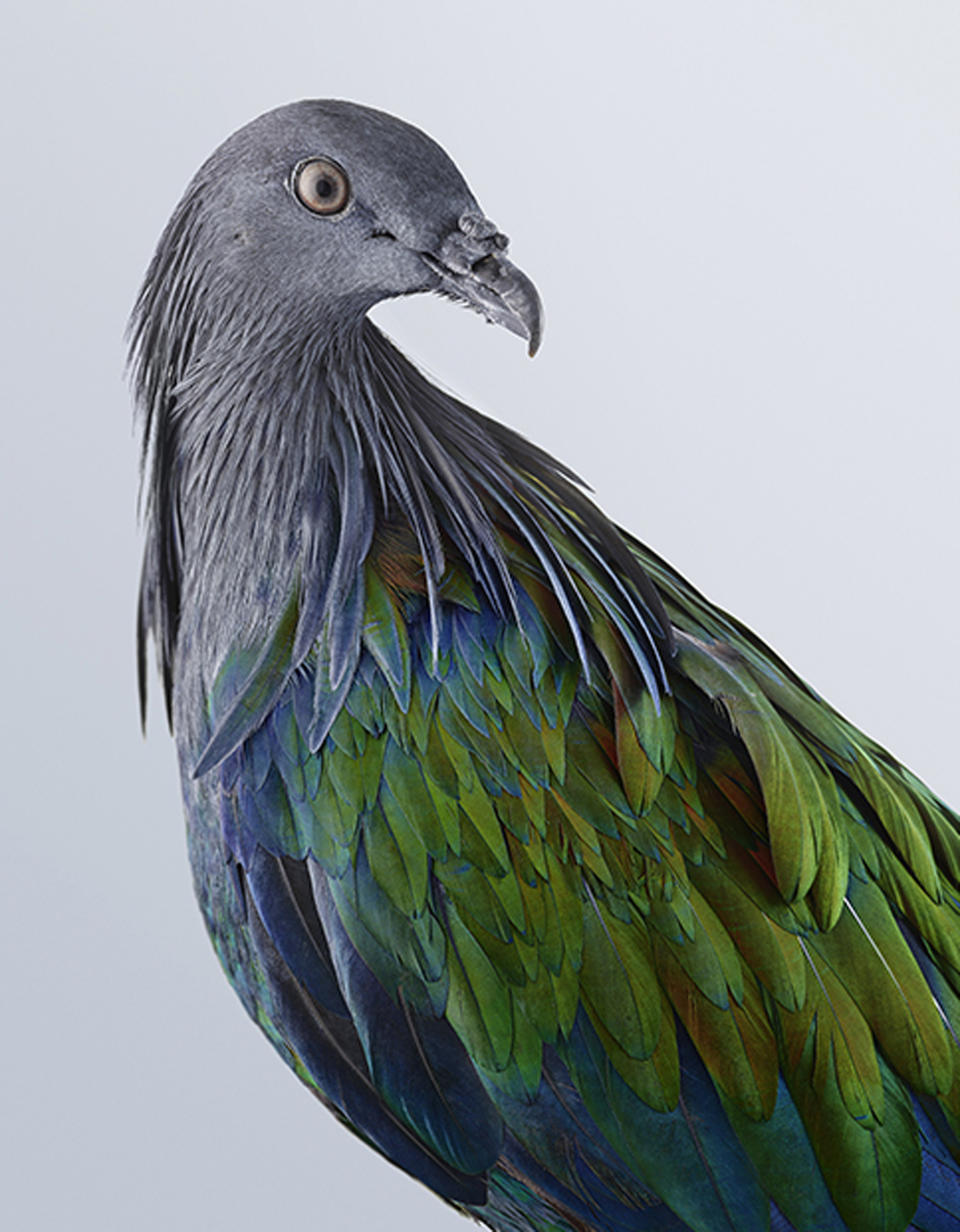 Nicobar pigeon