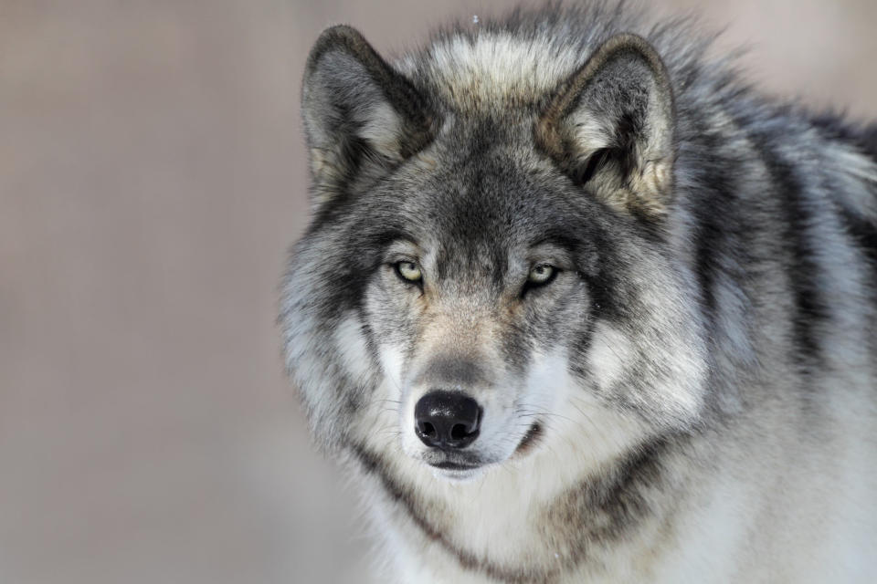 Grey Wolf