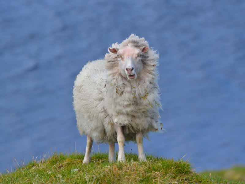 La conquête. Photographie de Emily Biggs, dans la catégroei 12-15 ans. Ce mouton affronte la force du vent et de la nature après avoir atteint le sommet d'une colline.