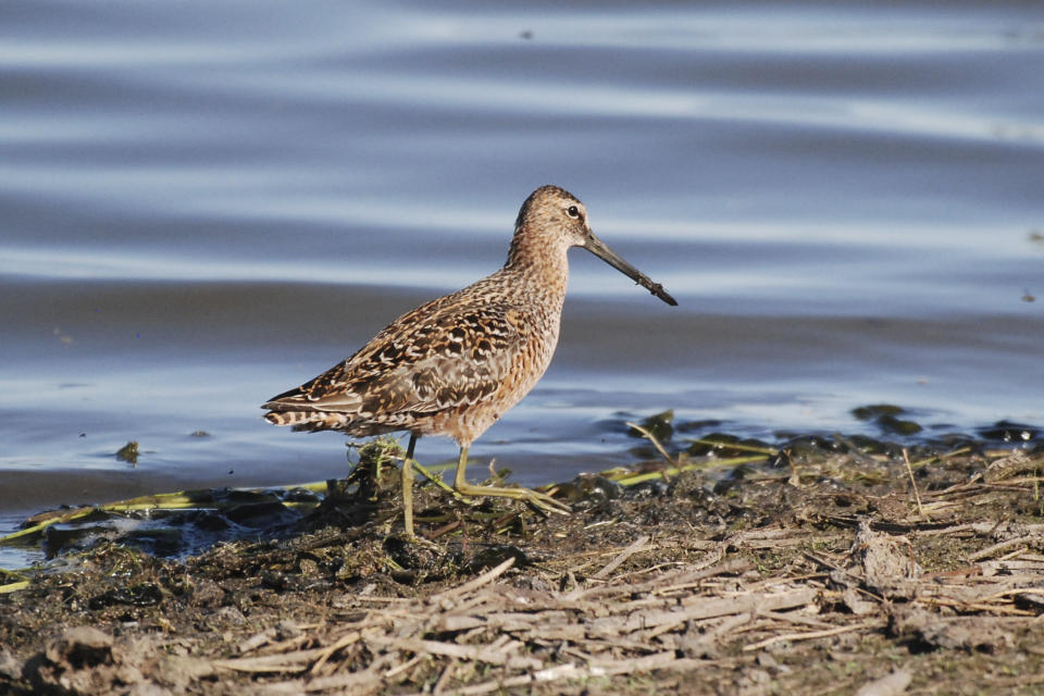 This photo provided by the U.S. Fish & Wildlife Service shows a Wilson's Snipe bird at the Kern National Wildlife Refuge in California. The American Ornithological Society announced Wednesday, Nov. 1, 2023, that birds in North America will no longer be named after people. In 2024, it will begin to rename around 80 species found in the U.S. and Canada. Birds that will be renamed include those currently called Wilson’s warbler and Wilson’s snipe, both named after the 19th century naturalist Alexander Wilson. (USFWS via AP)