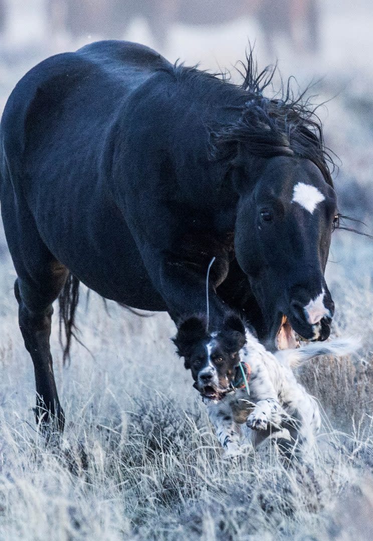 Run for your life - pet dog narrowly escapes death after being attacked by wild stallion