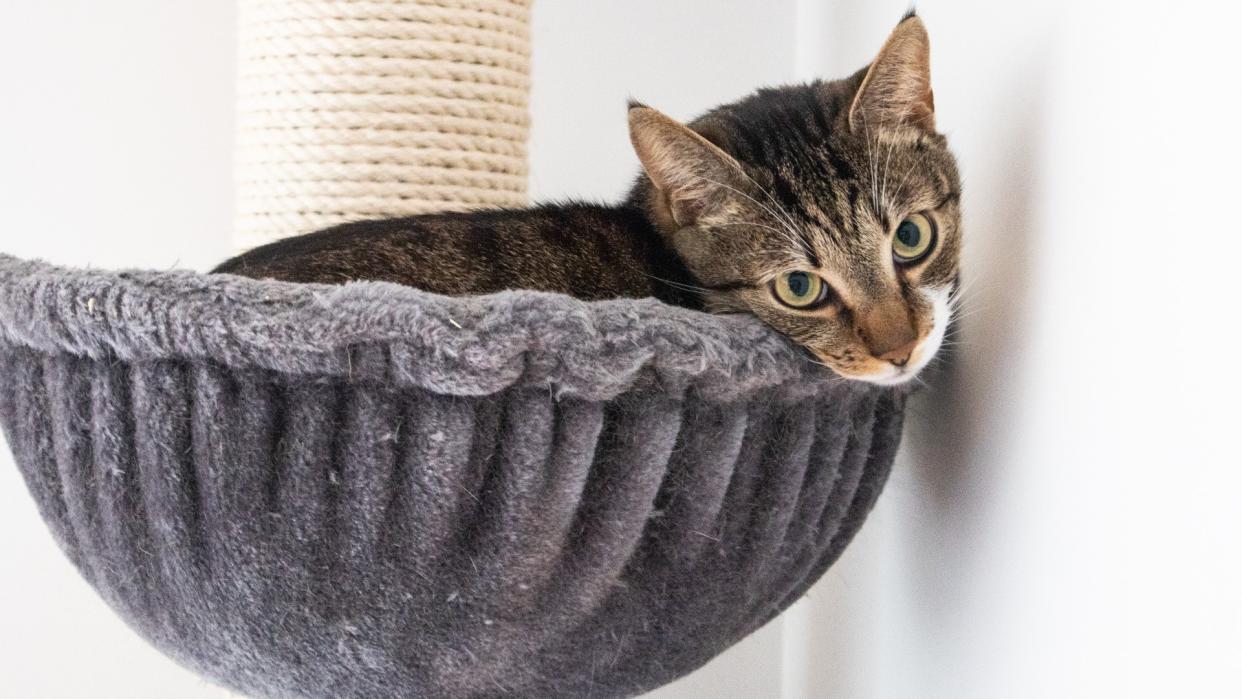  Cat lounging in hammock of cat tower 