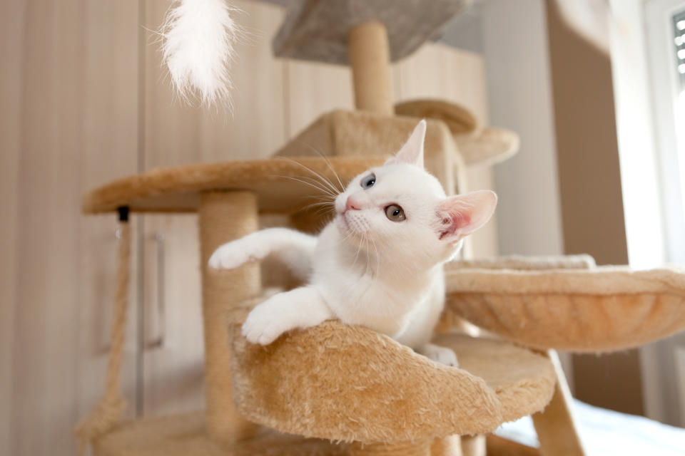 playful young white unicolored cat looking at feather