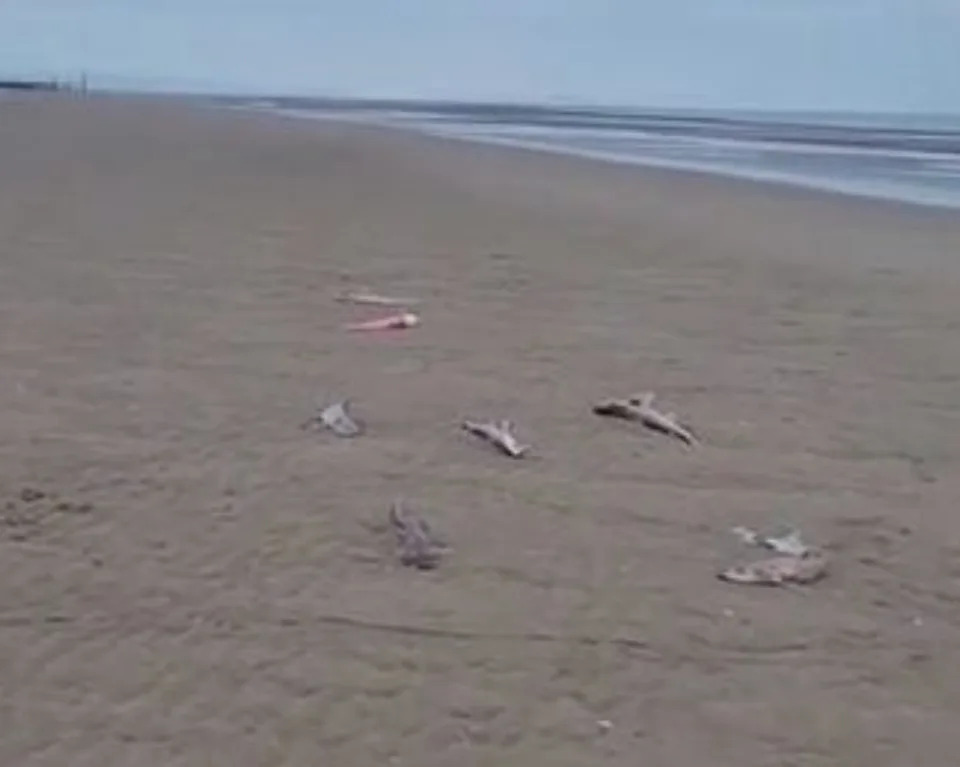 Between 25 and 30 dead sharks were found washed up on Prestatyn beach in Wales. (Reach)