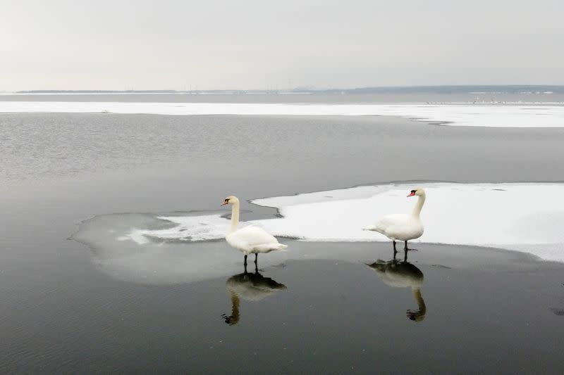 Swans stand on ice near the bank of a water reservoir outside Ostroh