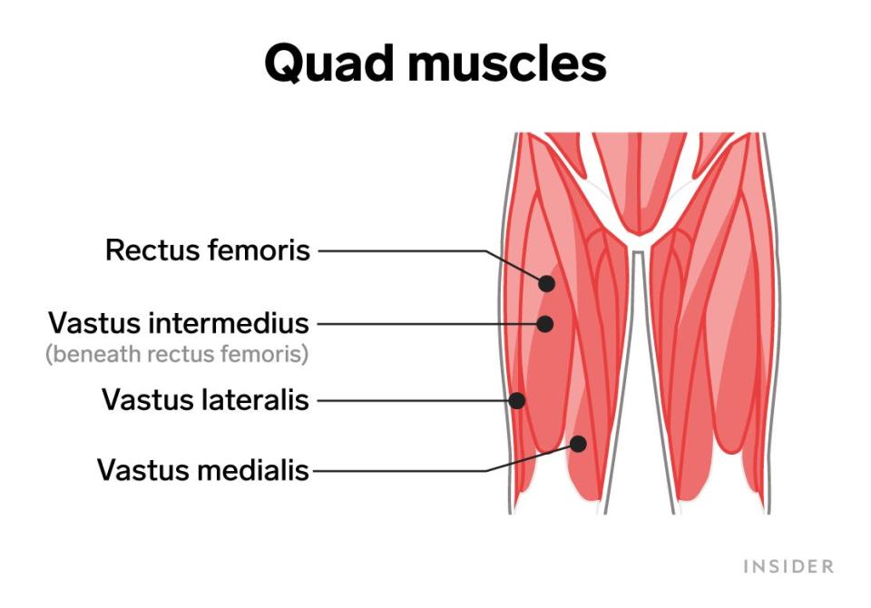 quad muscles