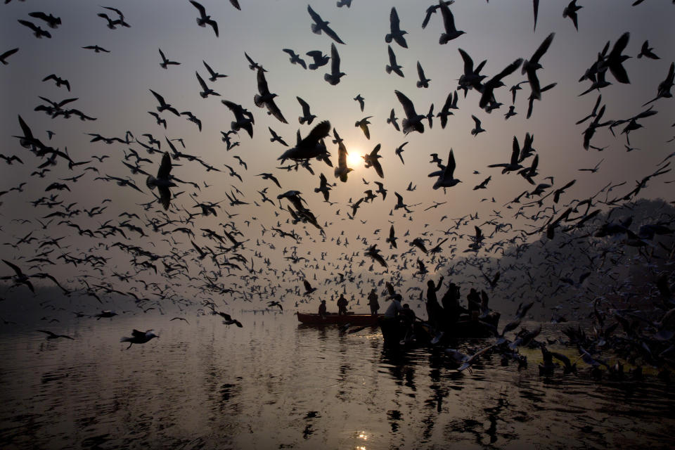 Indians feed seagulls from the boat in the river Yamuna