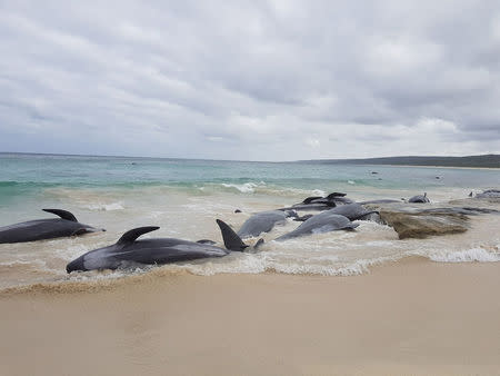 Stranded whales on the beach at Hamelin Bay in this picture obtained from social media, March 23, 2018. Leearne Hollowood/via REUTERS