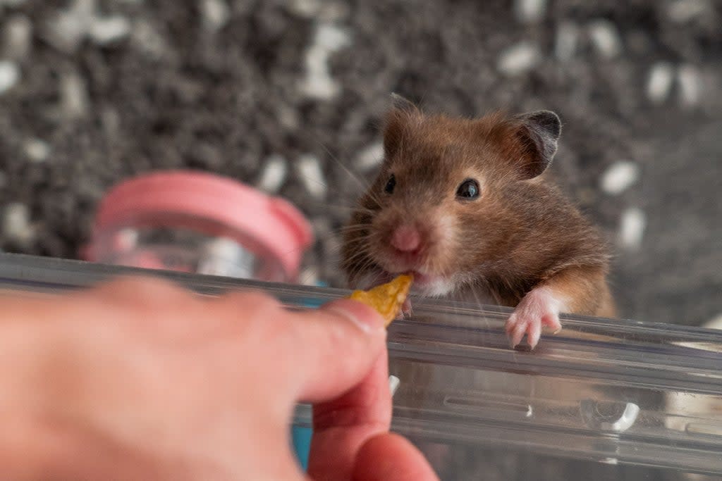 Earlier this week, Hong Kong announced a drive to cull nearly 2,000 hamsters after 11 tested positive for Covid at a pet shop (AFP via Getty Images)